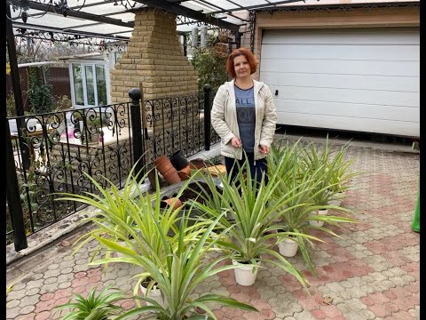 Видео: Пересадка ананасов. Обновление грунта🏡🍍🍍