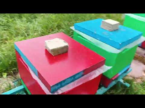 Видео: 3.09.25. Два дня после второй обработки дымом!!! Результат обработки!!!