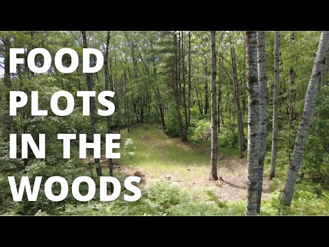 Видео: Кормовые участки для оленей в лесу