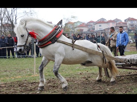 Видео: Турнир по надтегляне с коне от тежковозни породи в Стрелча, 08.04.2023 – I категория
