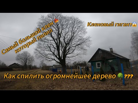 Видео: Арбористика‼️Удаление клена🌳 внушительных размеров. Самый большой клен который когда либо пилили!
