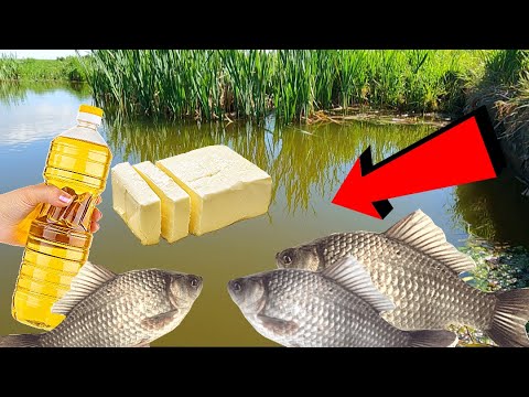 Видео: Эксперимент с маслом под водой — реакция рыб удивляет!
