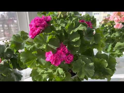 Видео: Обзор моих цветущих пеларгоний. 25.03.23