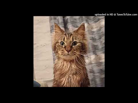 Видео: Кошечки хорошие лишнего не скажут рок (SergTrc Rock remix Slowed) // Скинь котиков (ROCK VERSION)