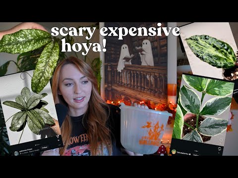 Видео: 🎃 новая хойя на рынке по пугающим ценам 😱