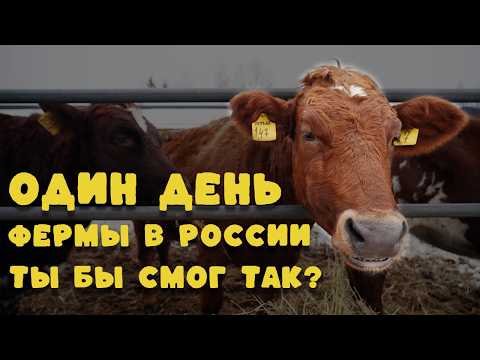 Видео: Один день из жизни фермера: от рассвета до заката | Документальный фильм