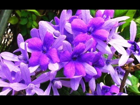 Видео: ЛИАНА-НАСТОЯЩИЙ ВОСТОРГ! Роскошный Водопад из ДЛИННЫХ ЦВЕТОЧНЫХ ГИРЛЯНД