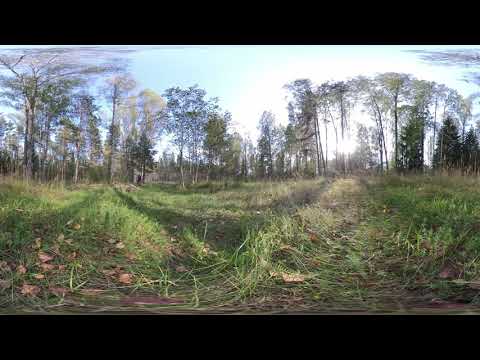 Видео: ASMR 360° FOREST ~ АСМР 360 градусов ~ ЭФФЕКТ полного погружения. ОТДОХНИ на опушке леса. ASMR VR