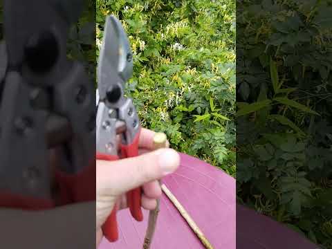 Видео: Порівняння секаторів Chikamasa psa 8 g/ Ars va 8 z/ Onotetsu 200