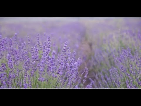 Видео: Изготовление благовоний с лавандой (Магия благовоний, Эпизод 011)