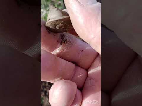Видео: #metaldetecting.#разновидность.#подводный.#cz.#gold.#silve#поисксметалоискателем.diywoodchipper.