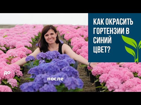 Видео: Гортензии. Как окрасить в синий цвет?