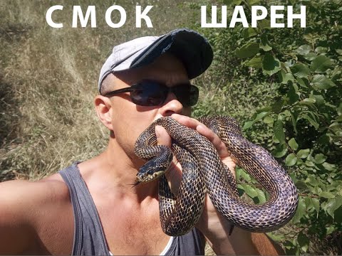 Видео: СПАСЯВАМЕ ПЪСТЪР СМОК Blotched snake rescue Elaphe sauromates