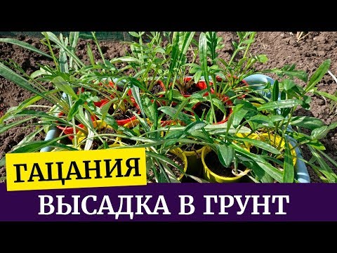 Видео: Посадка гацании в открытый грунт