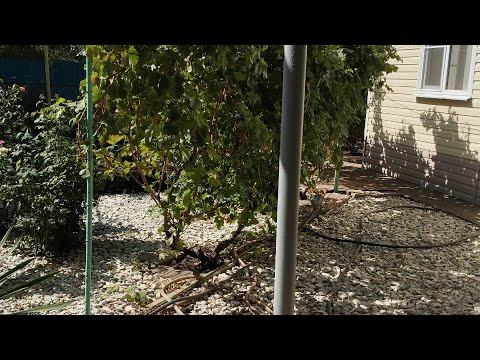 Видео: 728.  В СИБИРИ скоро ЗИМА,🌬❄️😤темнеет РАНО! Кто ХОЧЕТ на ЮГ?🏝 ☔️🌝