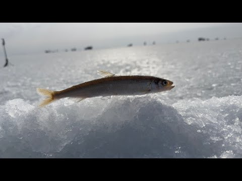 Видео: Писуч в пролете | Зимняя рыбалка в 4К