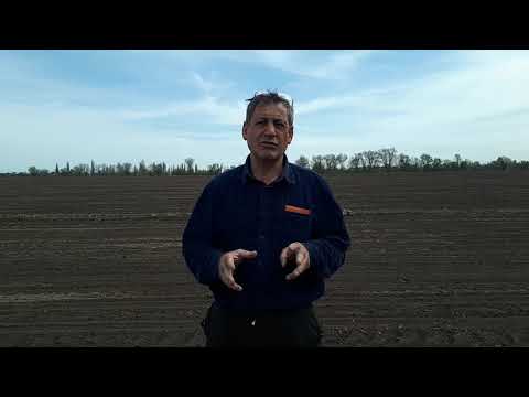 Видео: Заморозки до -4 С, пересевать или нет  Подсчет густоты, определение поврежденных растений.