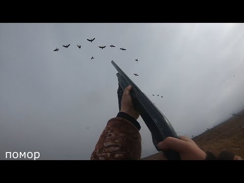 Видео: ОХОТА НА ГУСЯ. Попали на гусиную тягу))) Шашлык из гуся.