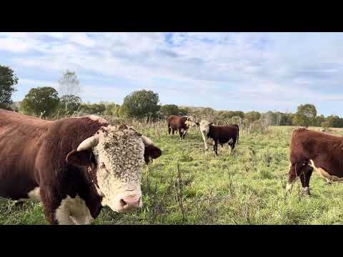 Видео: Быков посмотрели, тёлок домой забрали #герефорд #бык #корова #фермер #хозяйство #работа #деревня  