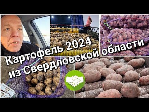 Видео: 8 января 2024 г. Информация по текущим сортам и качеству картофеля из Свердловской области