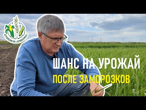 Видео: После заморозков. Какие есть возможности для увеличения урожайности озимой пшеницы? Смотрим колос.