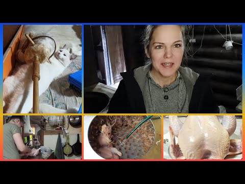 Видео: Забой бройлеров в одно женское лицо!