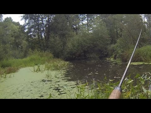 Видео: Карпы в бесхозном пруду: секретный эксперимент, 37 серия