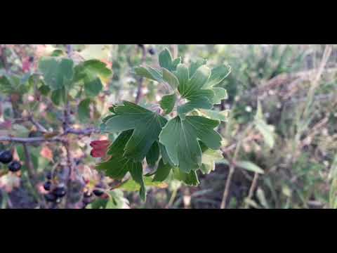Видео: Золотистая смородина