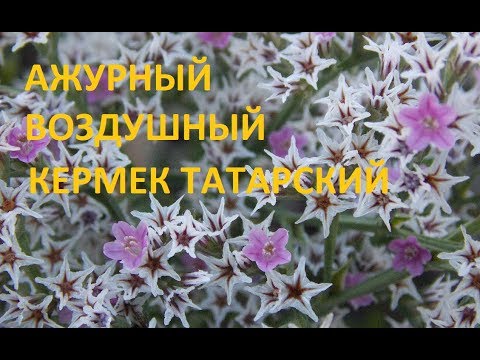 Видео: О СТАТИЦЕ ТАТАРСКОЙ!!! КОГДА ЛУЧШЕ СРЕЗАТЬ.