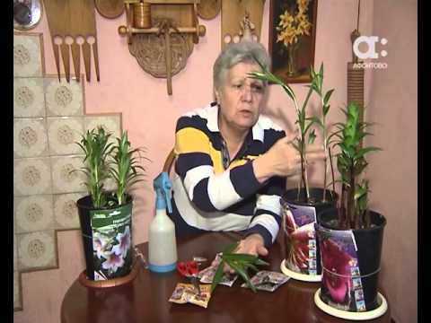 Видео: Как правильно выращивать лилии. Голова садовая