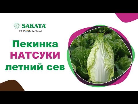 Видео: Пекинка НАТСУКИ F1 в летнем севе #семенапекинскойкапусты #лучшиесемена #пекинскаякапустанатсуки