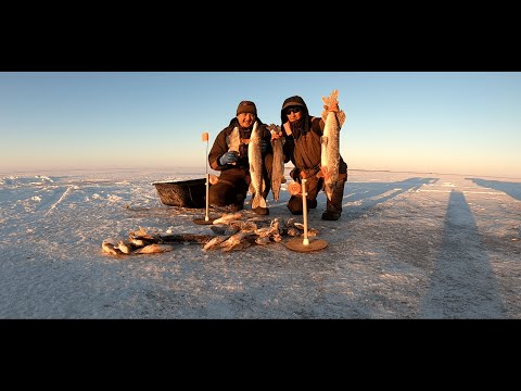 Видео: Рыбалка на позитиве! Коргалжын оз Кокай! Крупный ОКУНЬ не давал Щукам Клевать!