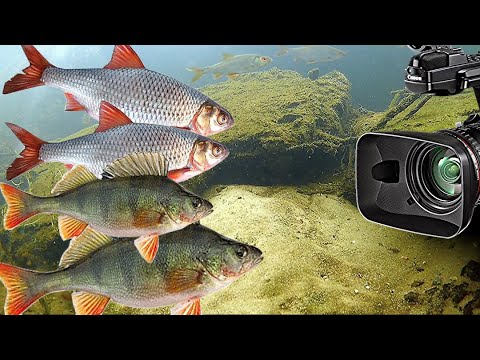 Видео: ПОДВОДНЫЕ СЪЁМКИ на водосбросе ДАМБЫ. Какую РЫБУ здесь можно встретить?