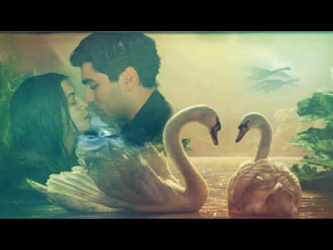 Видео: Мы словно лебеди/Сейран💘Ферит