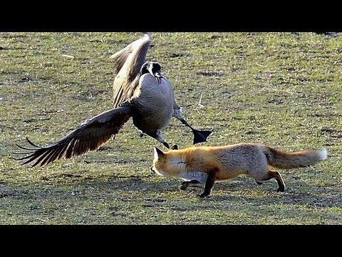 Видео: Очень агрессивный, наглый и бесстрашный... КАНАДСКИЙ ГУСЬ в деле!