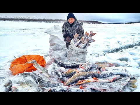 Видео: НАЛОВИЛИ ТЕПЕРЬ СТРАДАЕМ! КУДА СТОЛЬКО РЫБЫ?! ЭТО ПЕРВЫЙ ЛЁД, ЯКУТИЯ !