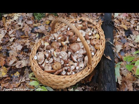 Видео: Осенний опёнок толстоногий | грибное ассорти в лесу