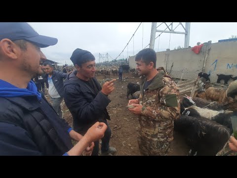 Видео: Молбозори Панчакент дупулла нарху навои молхо 10 05 2024.