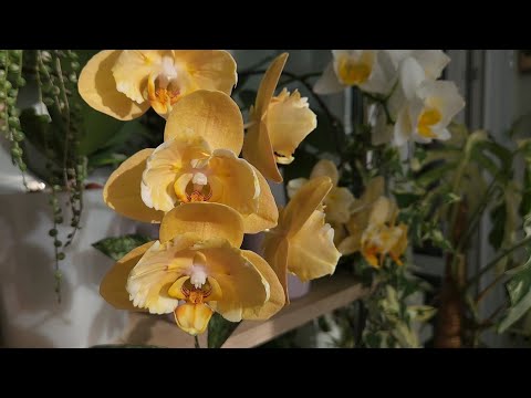 Видео: Осторожно, это ооочень красиво🤤🥰 Мои  орхидеи-мечты в одном видео 🌷