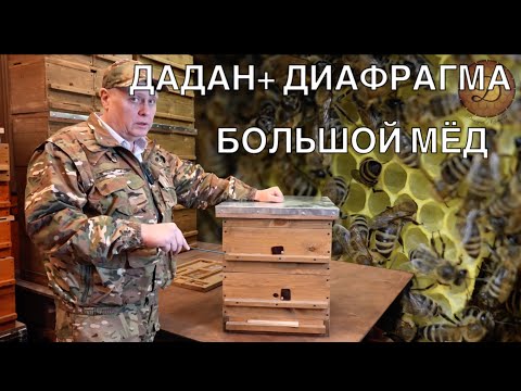 Видео: ДАДАН ПЛЮС ДИОФРАГМА. БОЛЬШОЙ МЁД