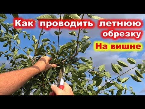 Видео: ЛЕТНЯЯ ОБРЕЗКА ВИШНИ сразу после урожая