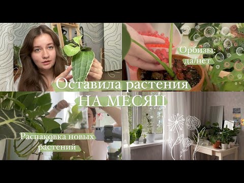 Видео: Оставила на месяц растения || VLOG