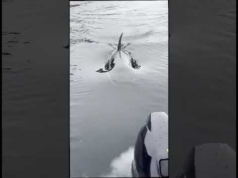 Видео: Касатки под нашим катером ! Meeting with killer whales!