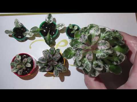 Видео: Микроминиатюрная фиалка.Пересадка взрослого растения.Укоренение пасынков и листьев.