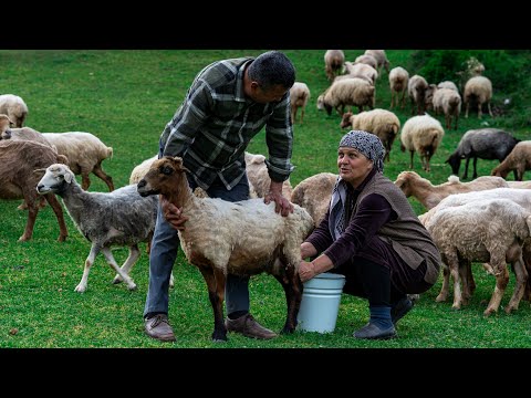 Видео: Сыр из Свежего Овечего Молока