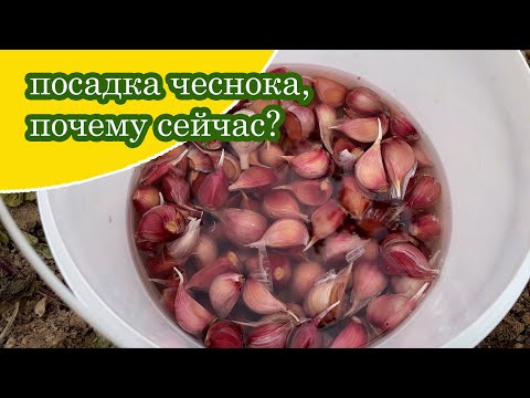 Видео: Чеснок посажен