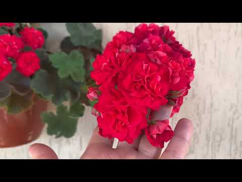 Видео: Цветение сортовых пеларгоний 🌺( Прогулки с Пеларгониями)
