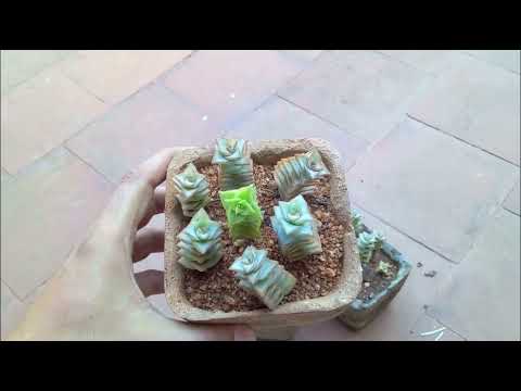 Видео: || КАК РАСПРОСТРАНИТЬ СТРОКУ КНОПОК ||