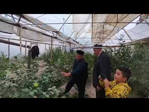 Видео: 21 октябрь 2023 йил  Бухоро  вилояти   Ғиждувон тумани.Лимон обрезкаси ва консультация