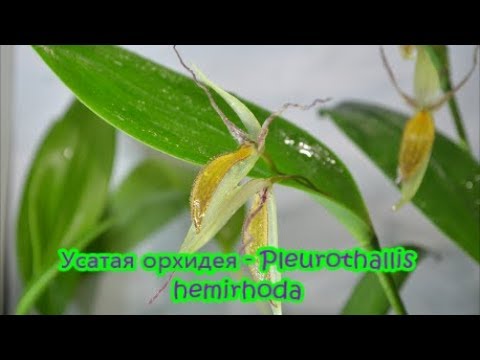 Видео: Усатая орхидея - Pleurothallis hemirhoda